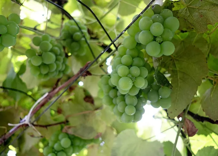 Casa Rosas Feriehus Angra do Heroísmo